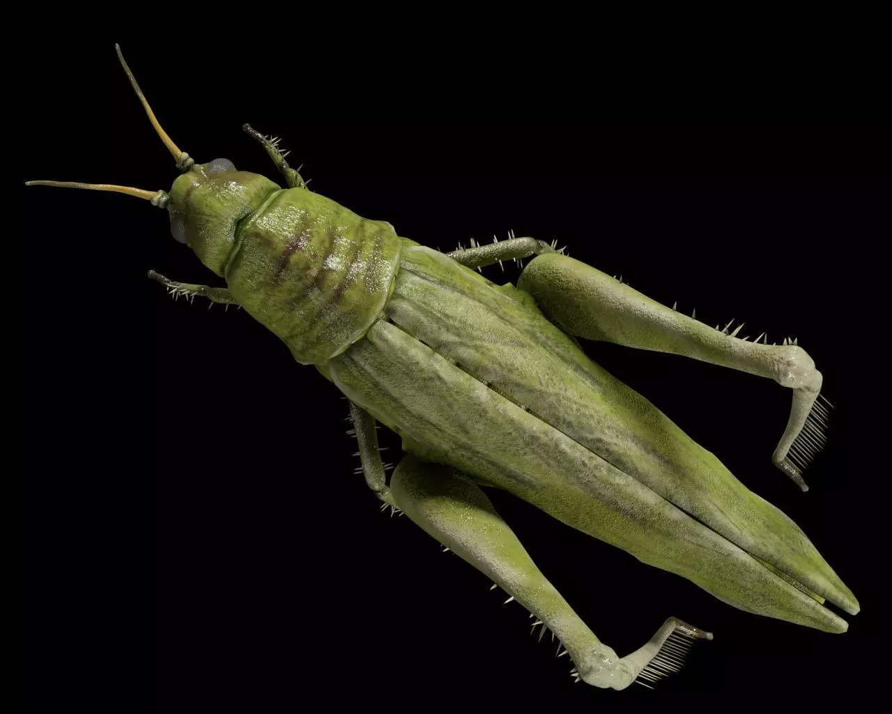 Grasshopper insect Low-poly 3D model_6