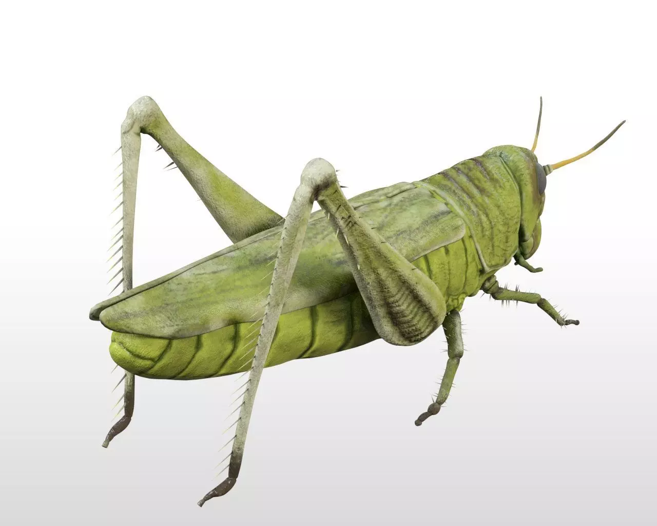 Grasshopper insect Low-poly 3D model_5