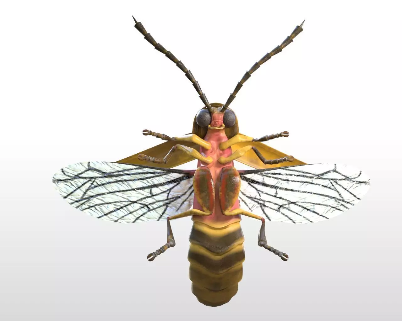 Firefly Insect Low-poly 3D model_7