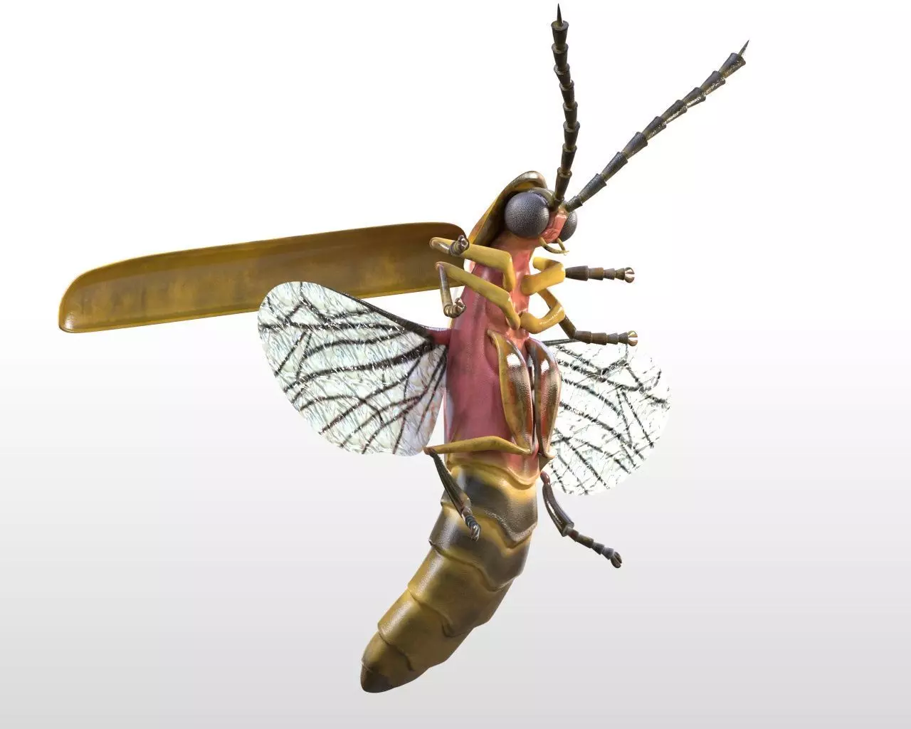 Firefly Insect Low-poly 3D model_0