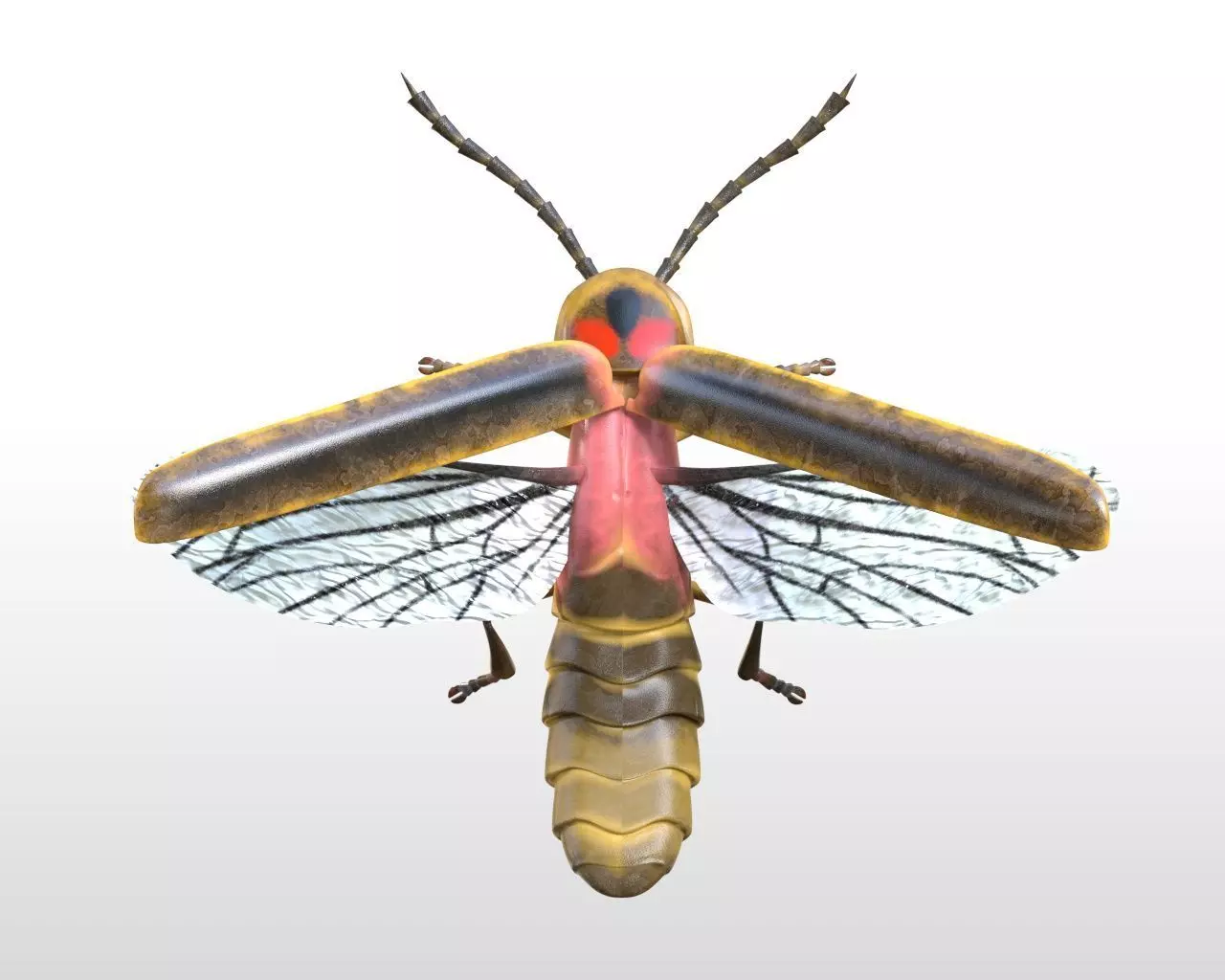 Firefly Insect Low-poly 3D model_2
