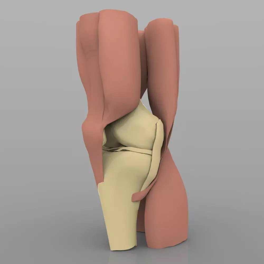 Knee Joint With Muscles 3D model_0