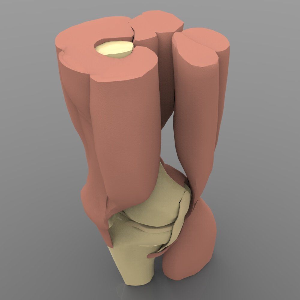 Knee Joint With Muscles 3D model_6