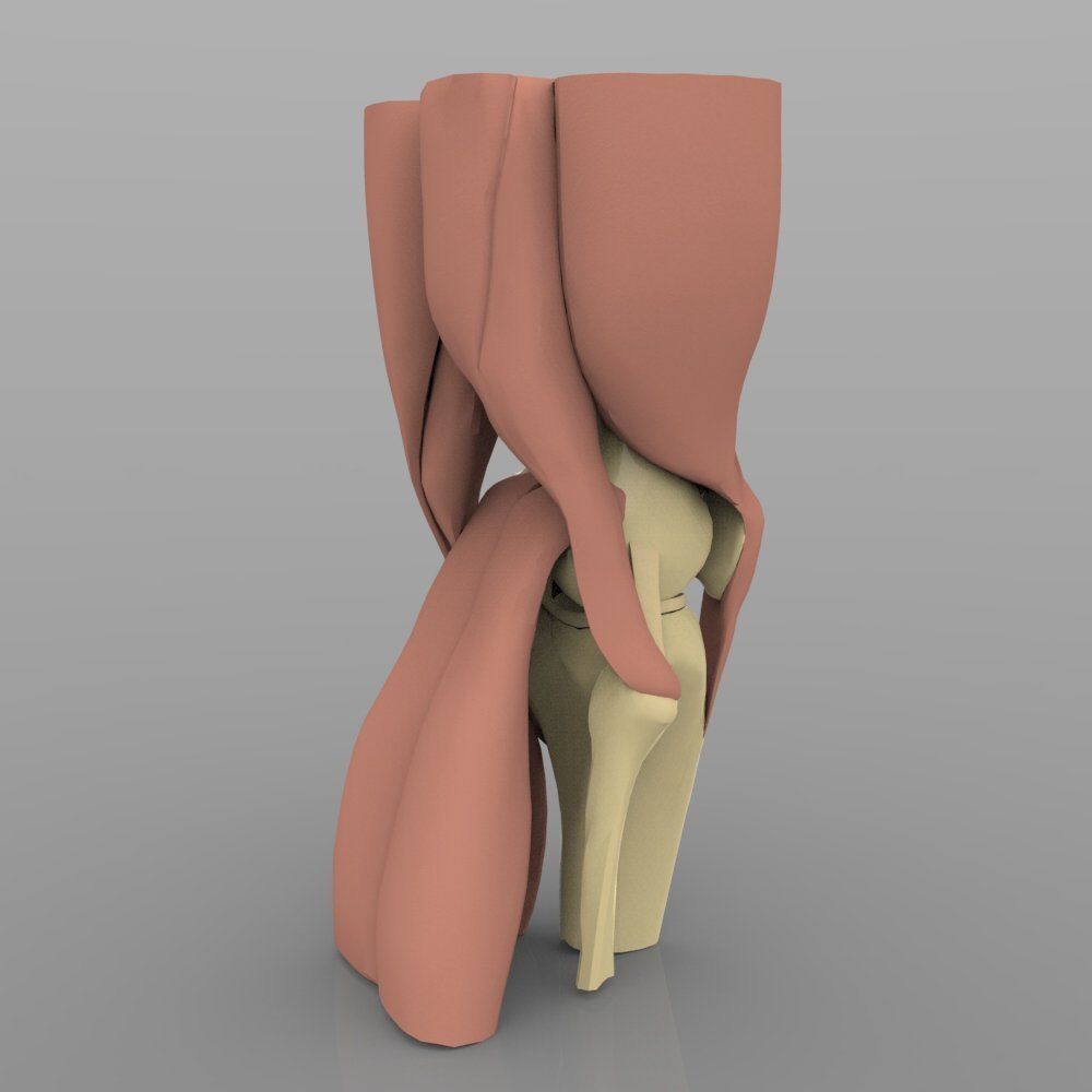 Knee Joint With Muscles 3D model_4