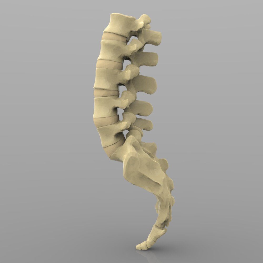 Lumbar Vertebrae 3D model_1