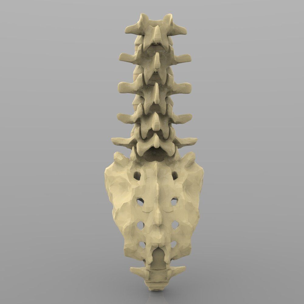 Lumbar Vertebrae 3D model_3
