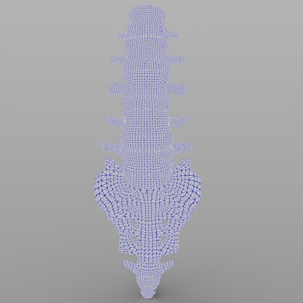 Lumbar Vertebrae 3D model_8