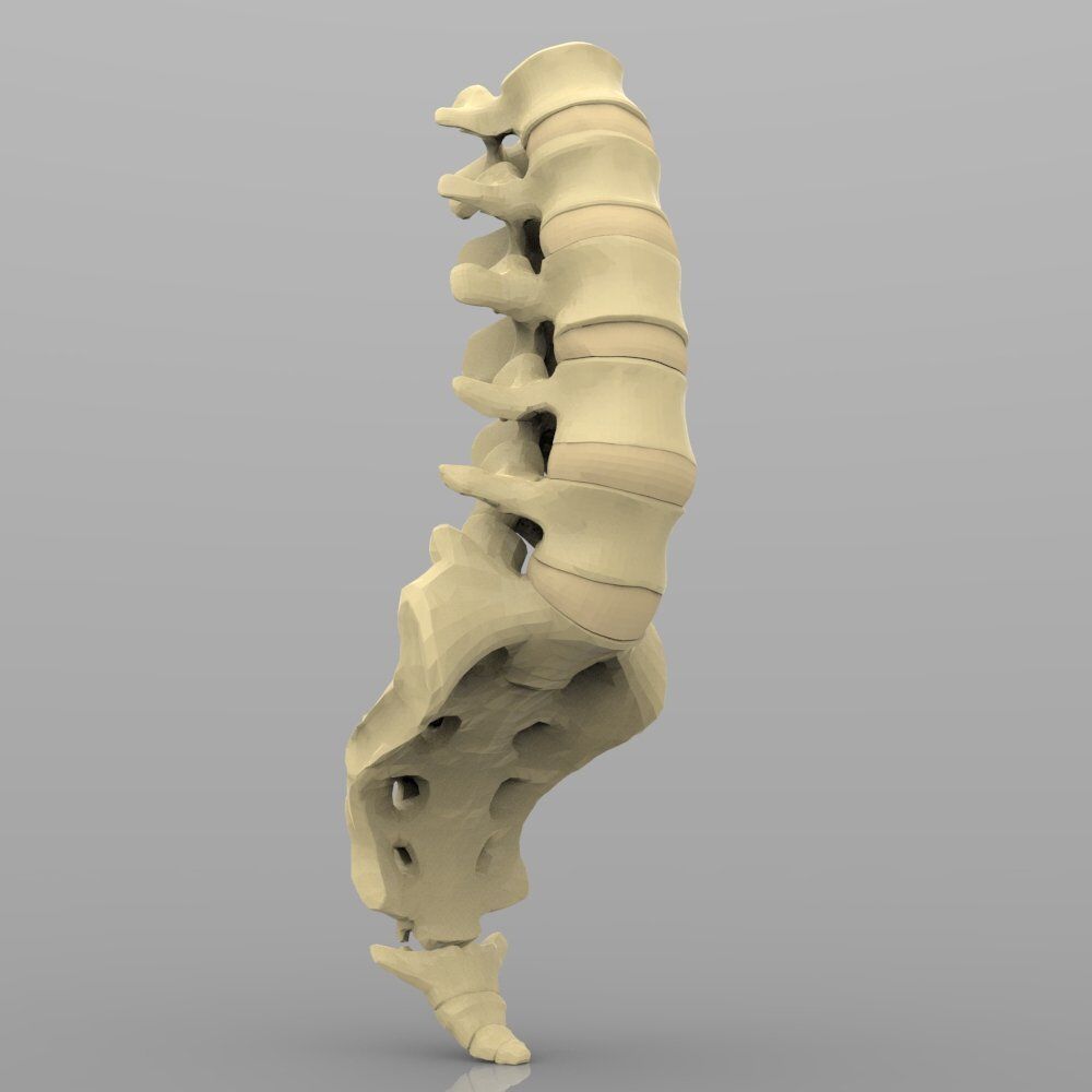 Lumbar Vertebrae 3D model_5