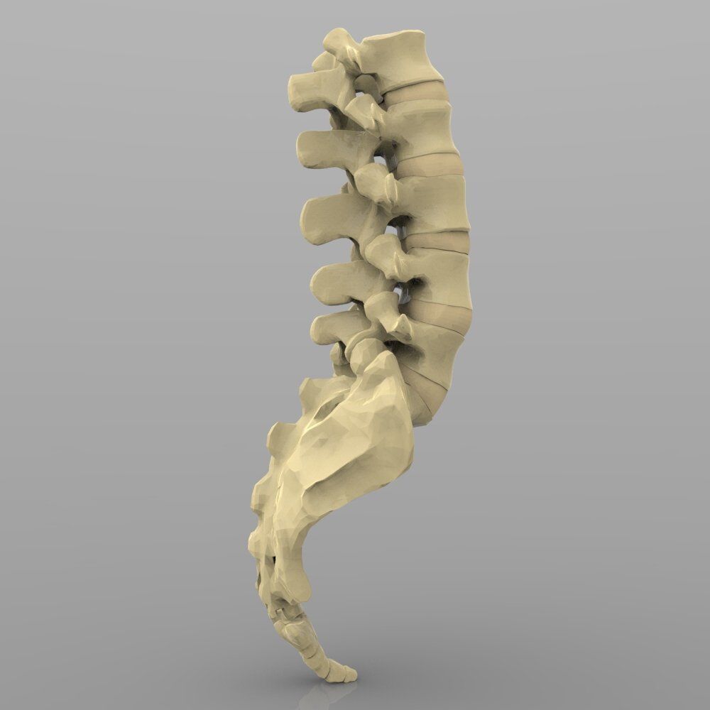 Lumbar Vertebrae 3D model_4