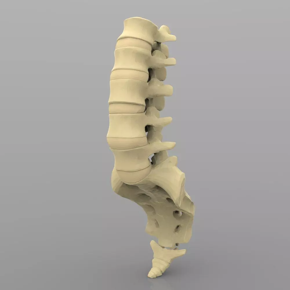 Lumbar Vertebrae 3D model_0