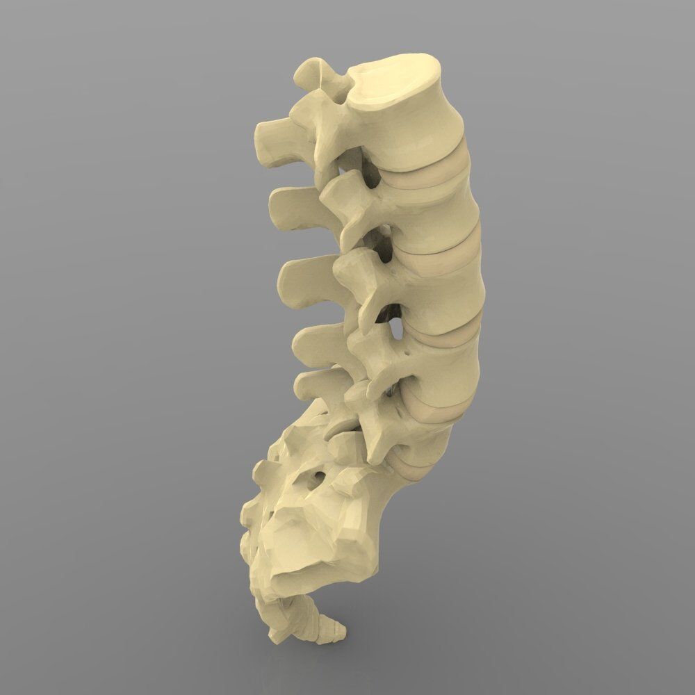 Lumbar Vertebrae 3D model_2