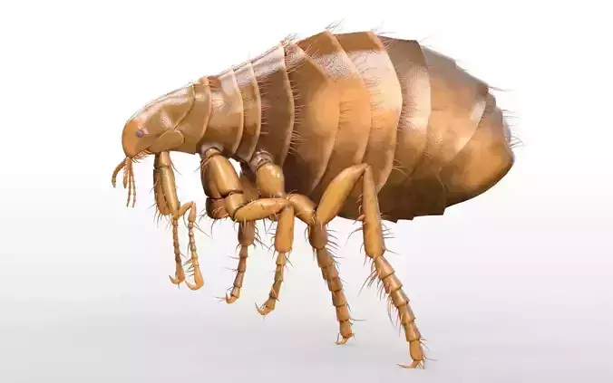 Flea Insect Low-poly 3D model