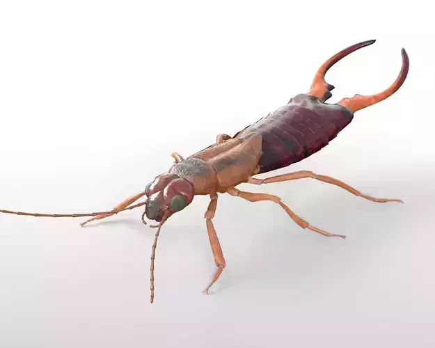Earwigs Insect Low-poly 3D model