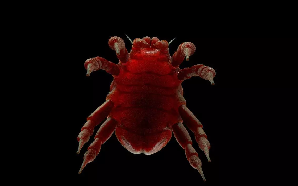 Dust Mite Insect Low-poly 3D model_12