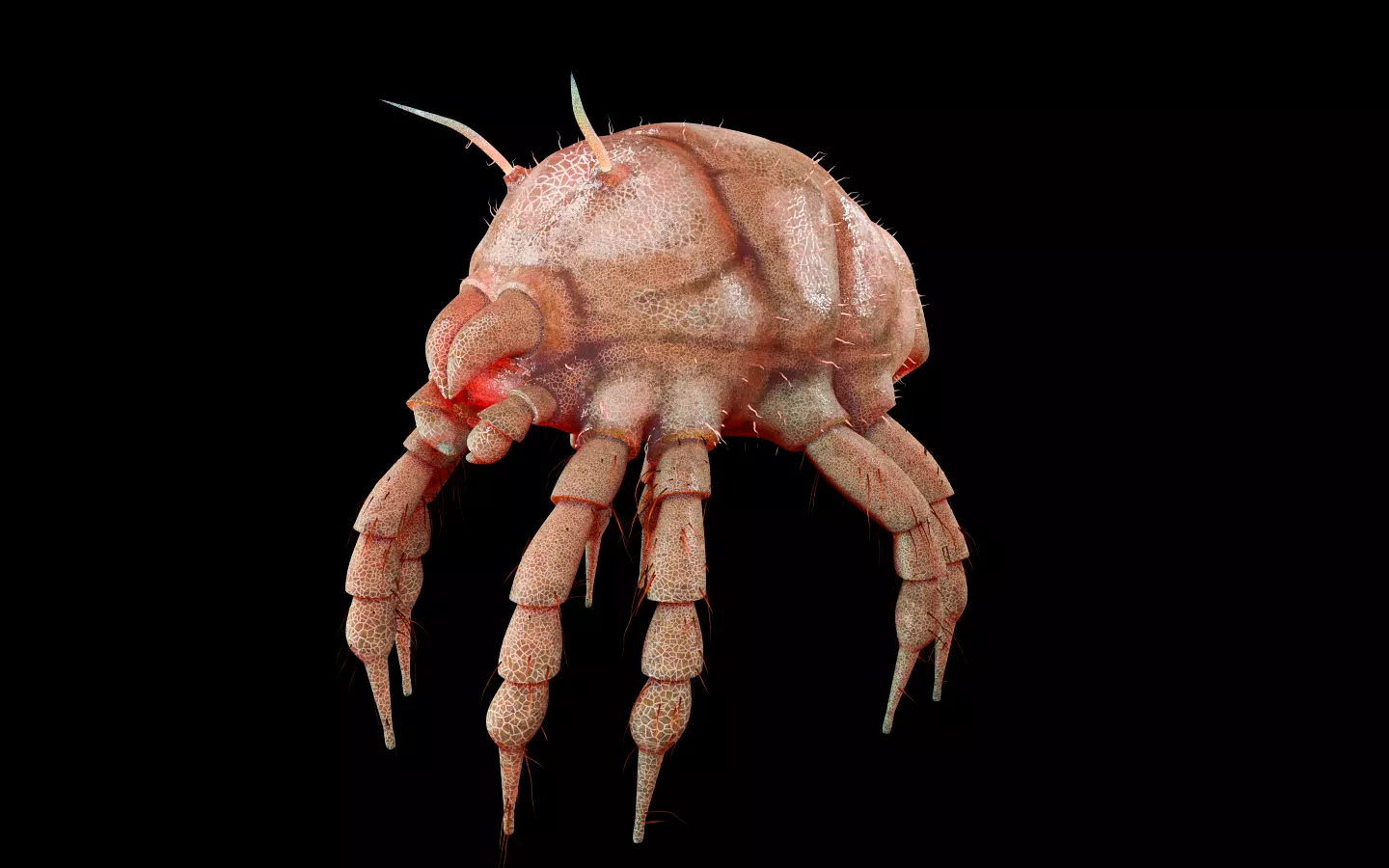Dust Mite Insect Low-poly 3D model_0