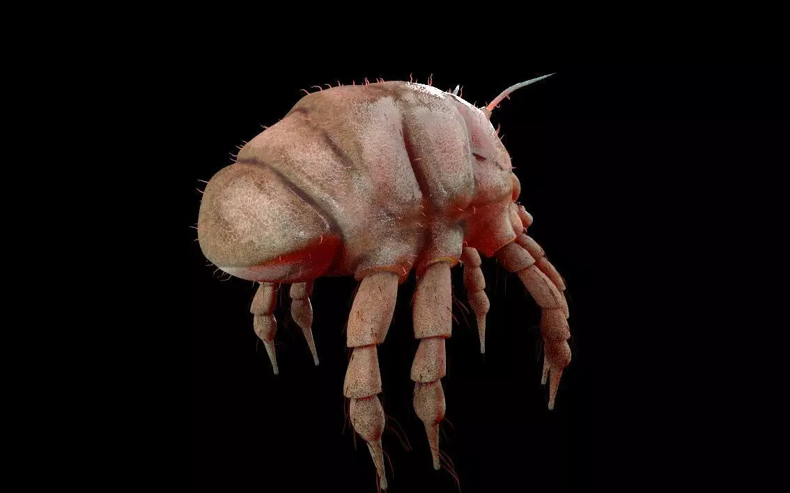 Dust Mite Insect Low-poly 3D model_2