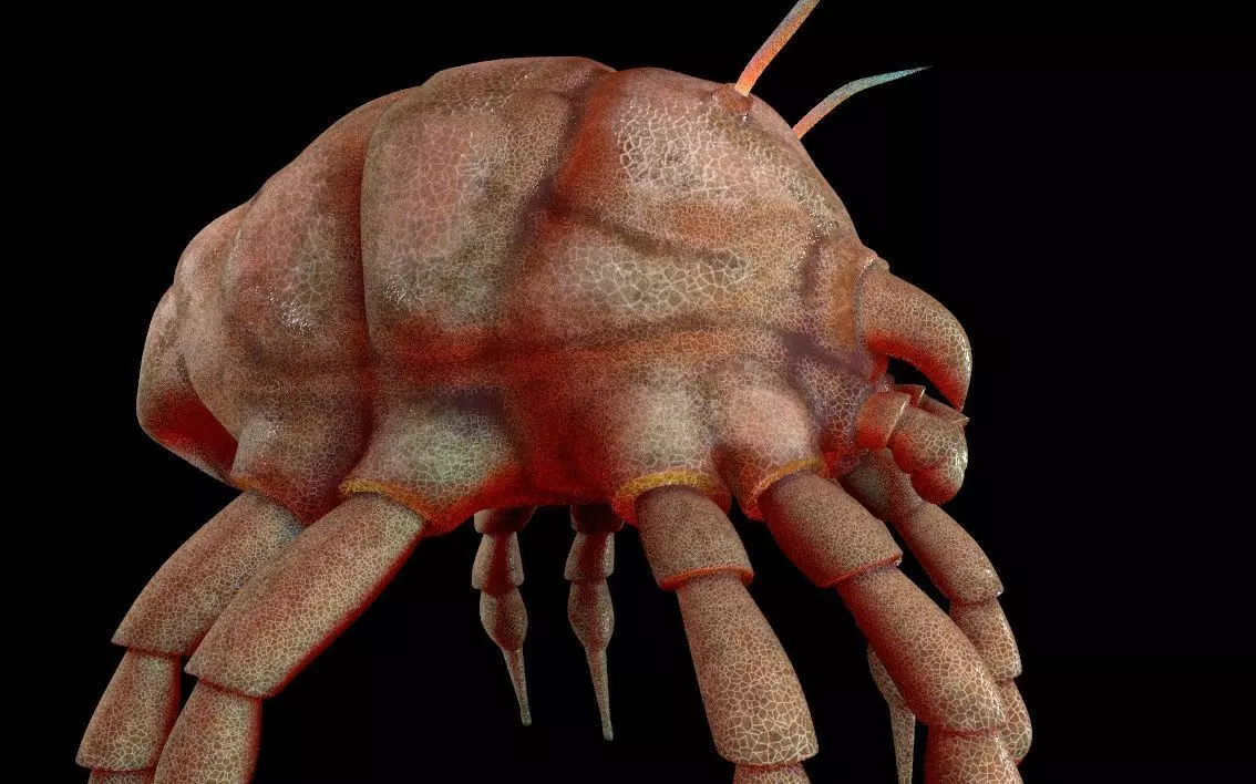 Dust Mite Insect Low-poly 3D model_4
