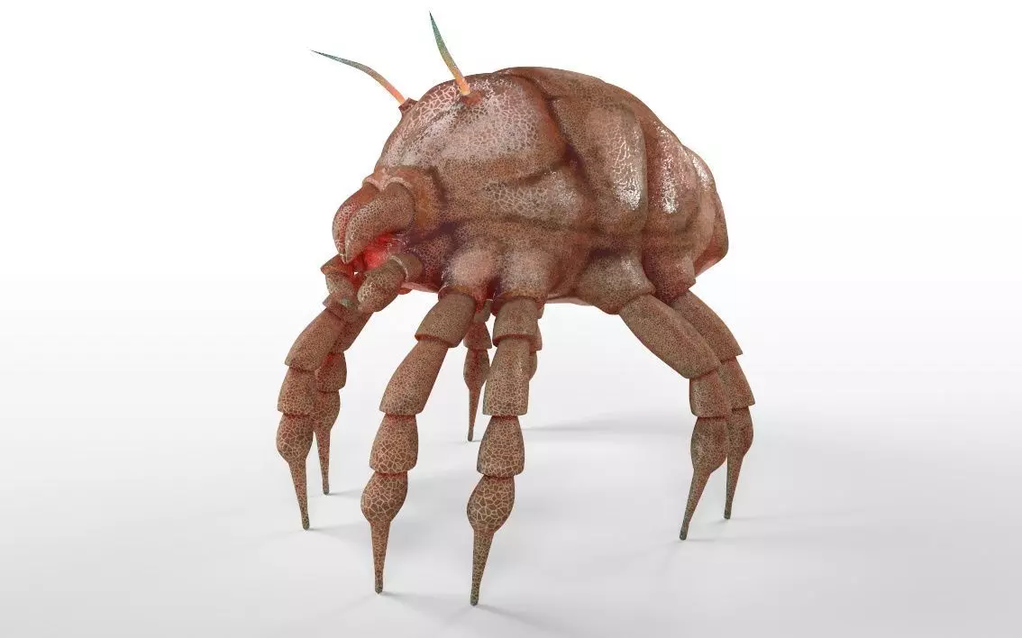 Dust Mite Insect Low-poly 3D model_7