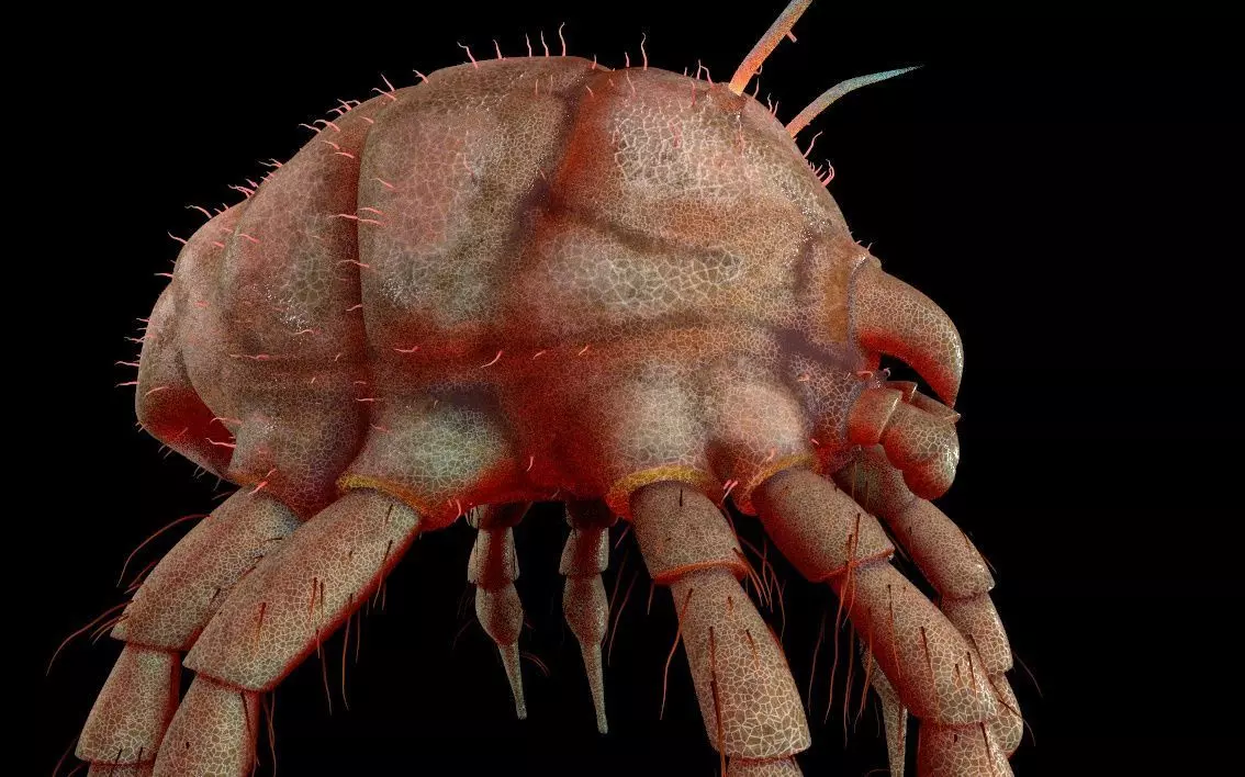 Dust Mite Insect Low-poly 3D model_3