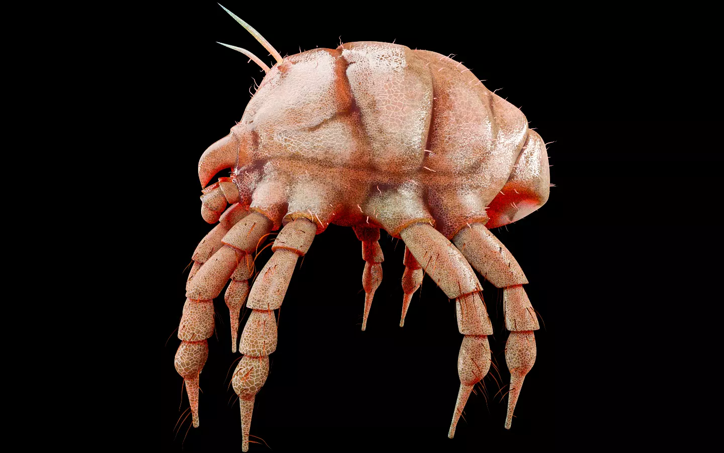 Dust Mite Insect Low-poly 3D model_1