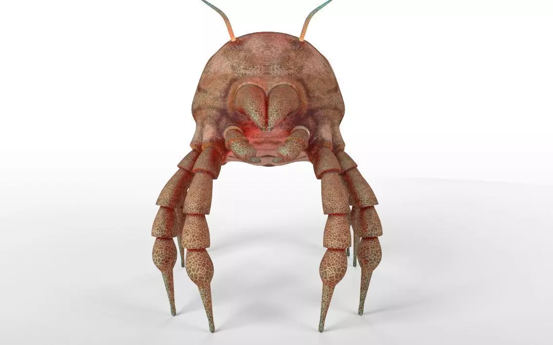 Dust Mite Insect Low-poly 3D model_6