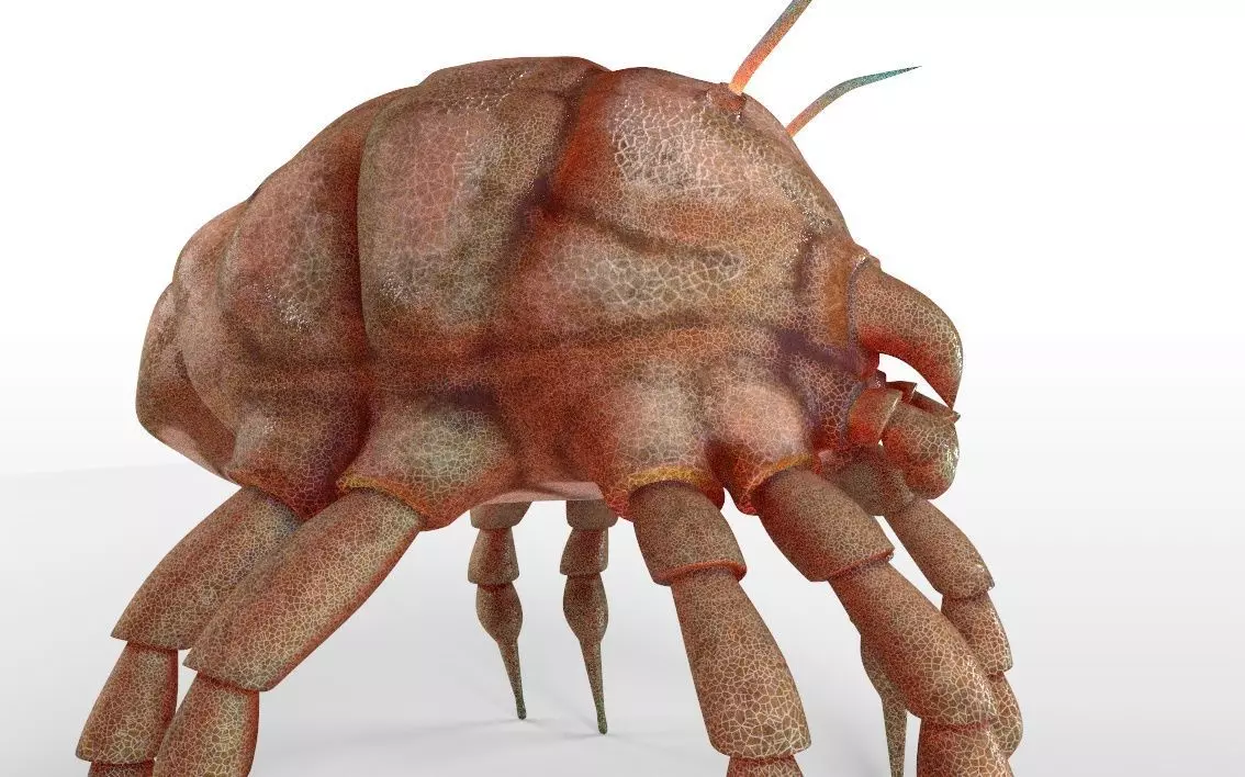 Dust Mite Insect Low-poly 3D model_5
