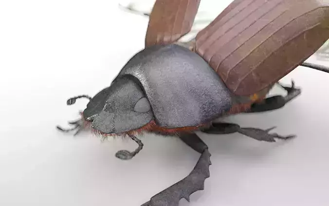 Dung Bettle insect