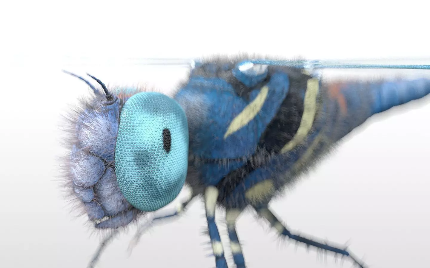 Dragonfly Insect Low-poly 3D model_6