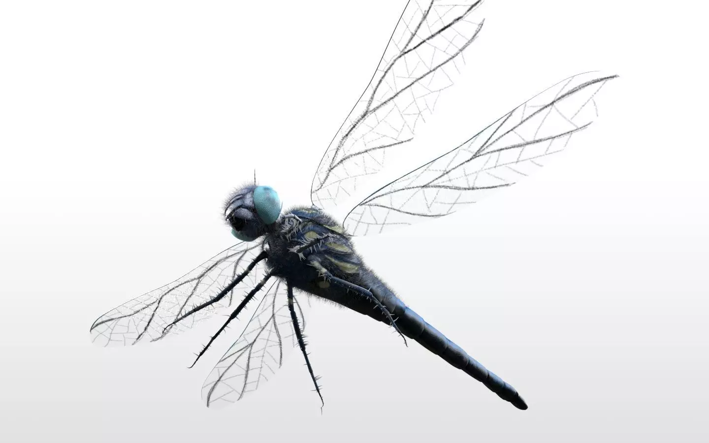 Dragonfly Insect Low-poly 3D model_4