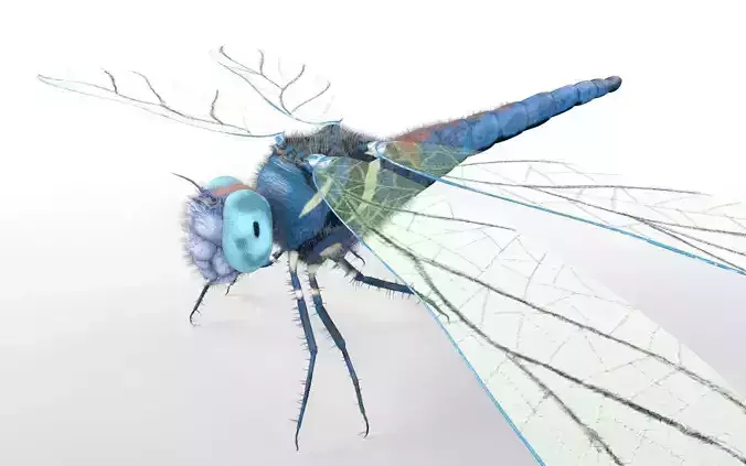 Dragonfly Insect Low-poly 3D model