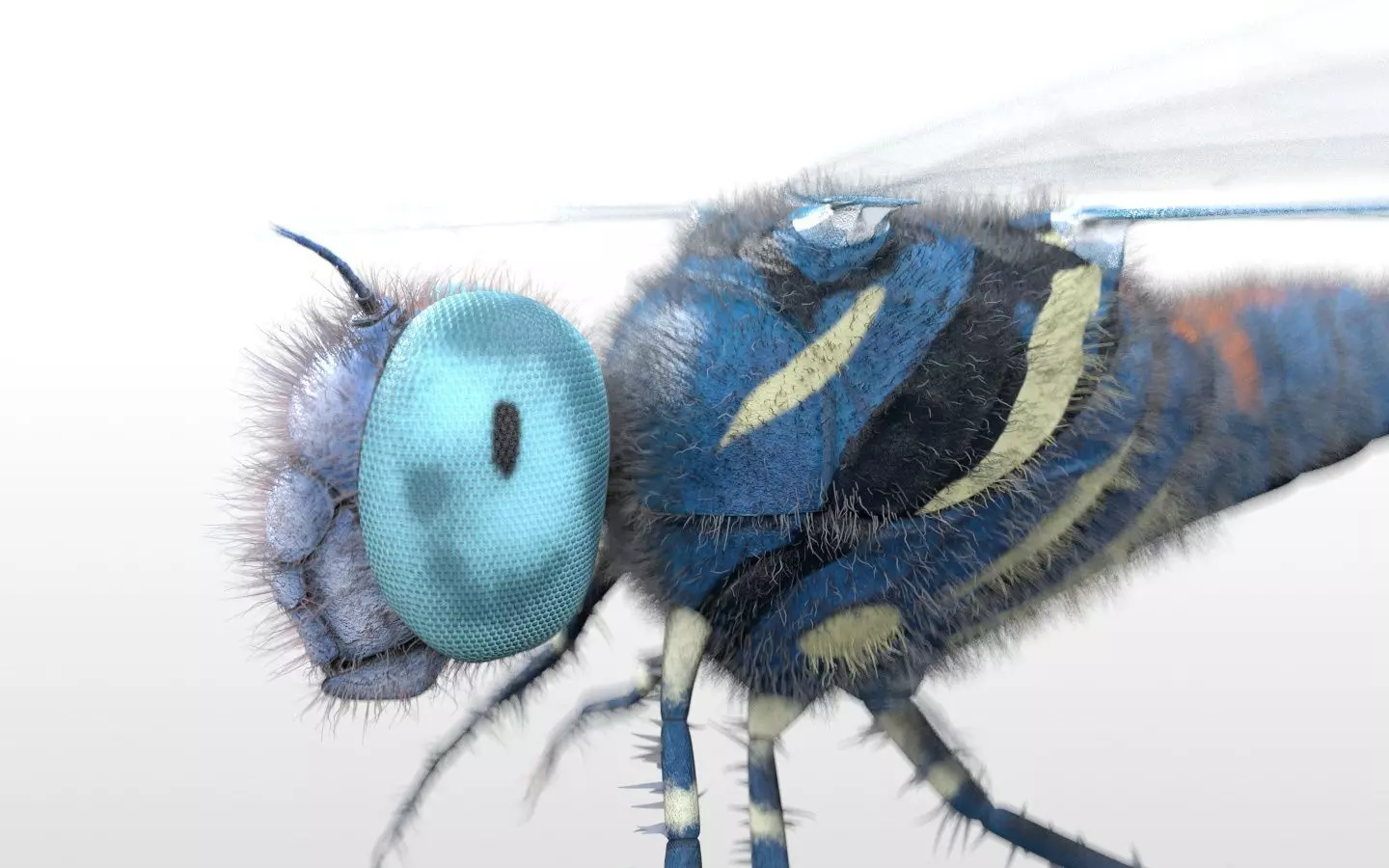 Dragonfly Insect Low-poly 3D model_7