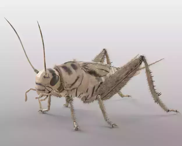 Cricket Insect