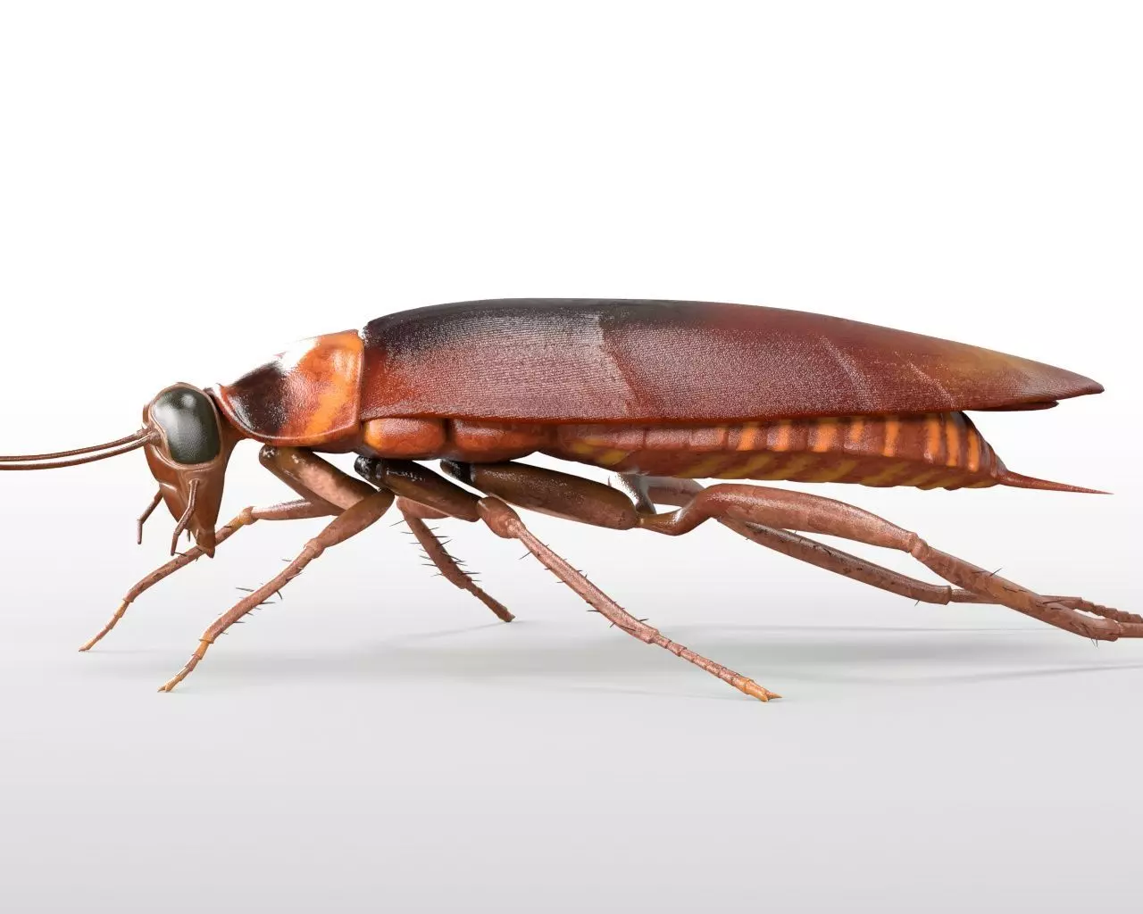 Cockroach insect Low-poly 3D model_3
