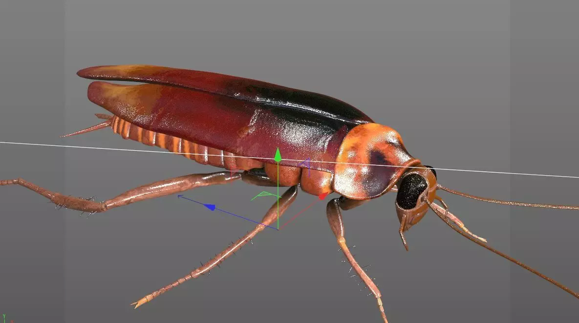 Cockroach insect Low-poly 3D model_8