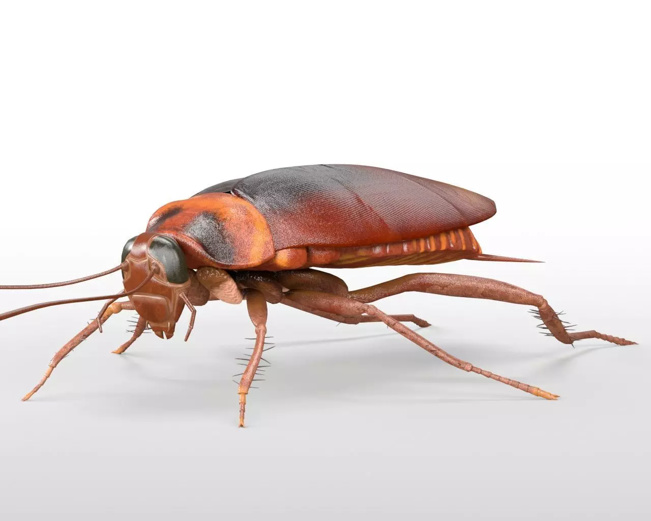 Cockroach insect Low-poly 3D model_1