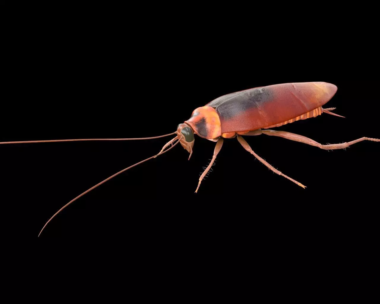 Cockroach insect Low-poly 3D model_15