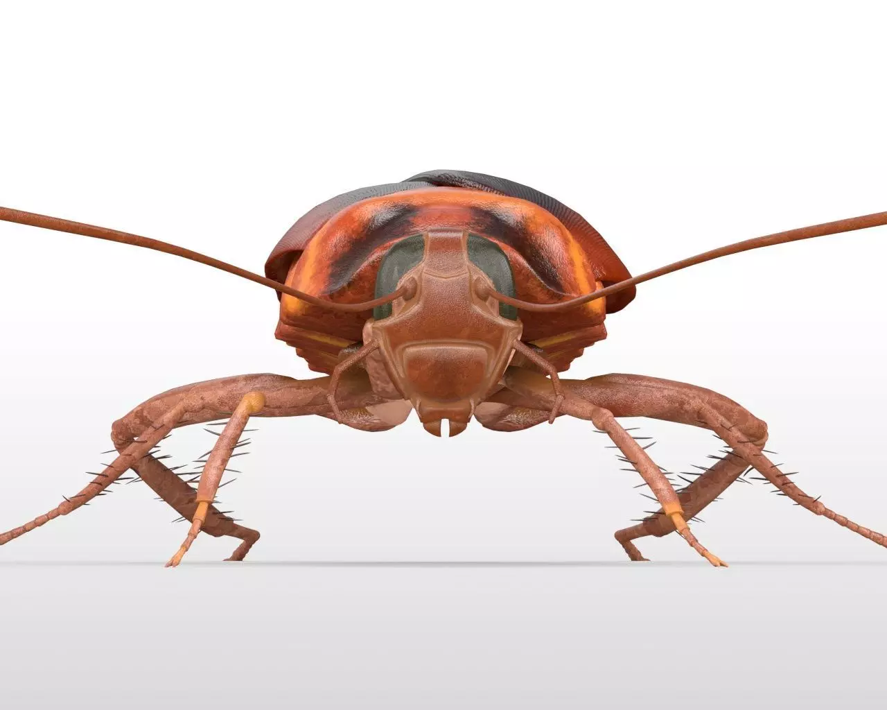Cockroach insect Low-poly 3D model_5