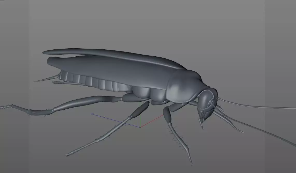 Cockroach insect Low-poly 3D model_9