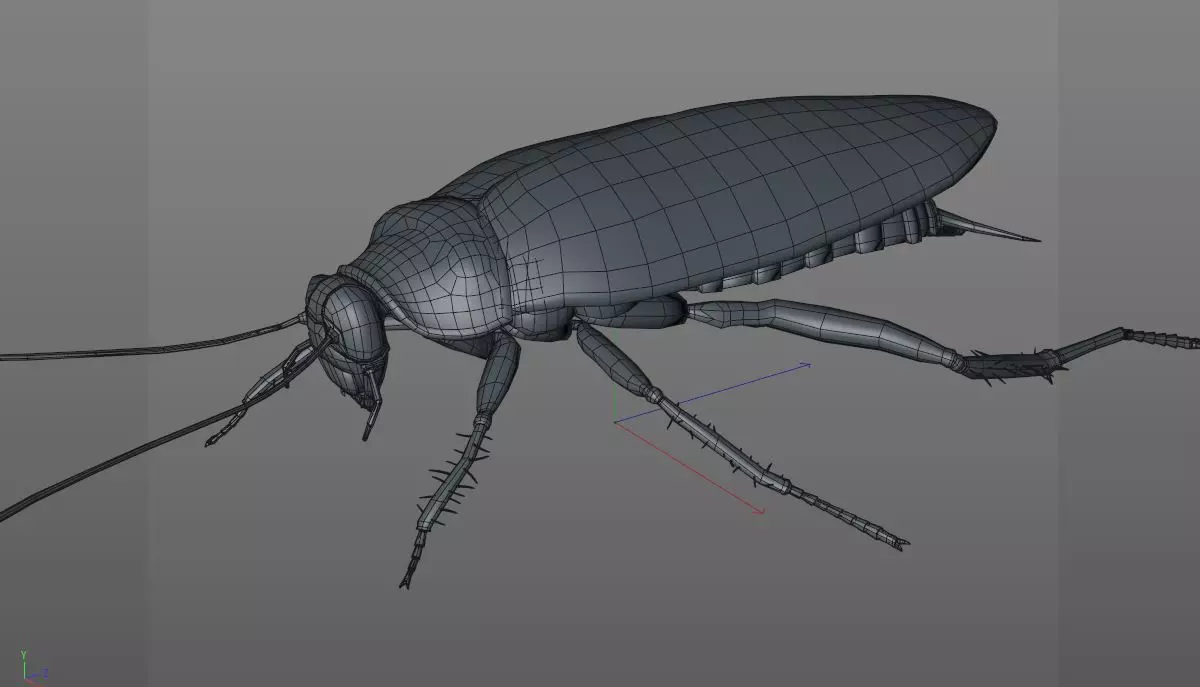 Cockroach insect Low-poly 3D model_11