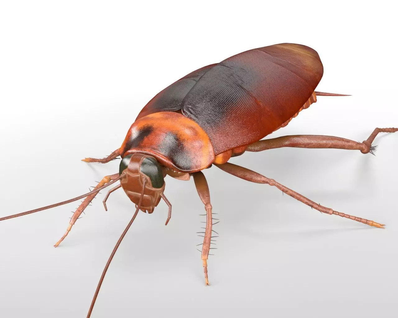 Cockroach insect Low-poly 3D model_2