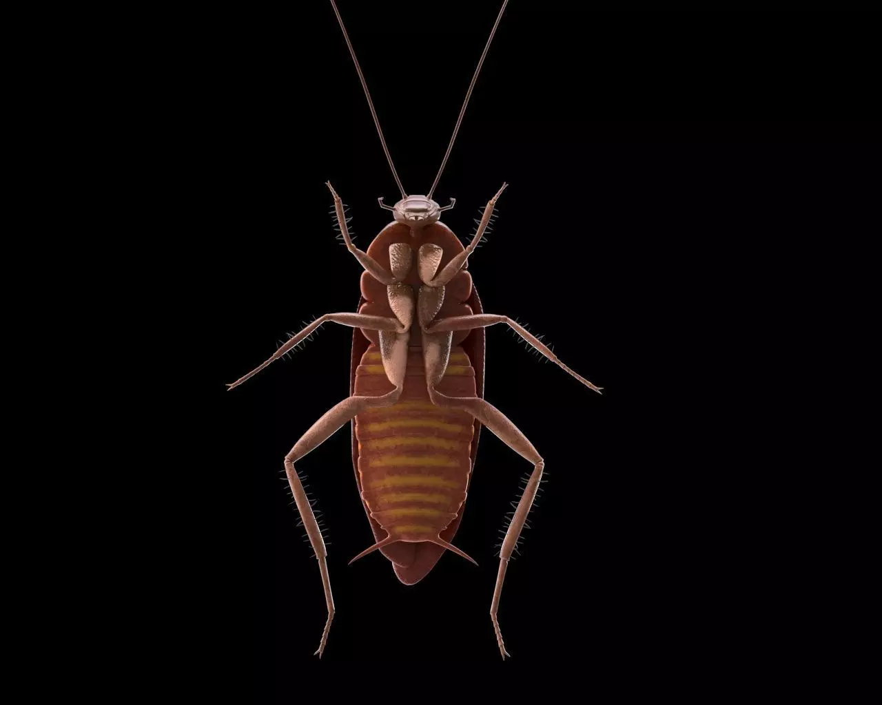 Cockroach insect Low-poly 3D model_7