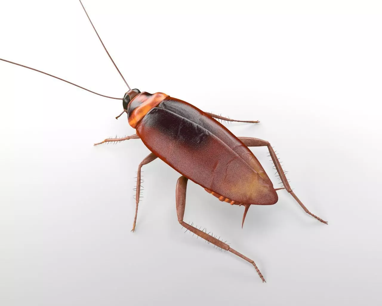 Cockroach insect Low-poly 3D model_4