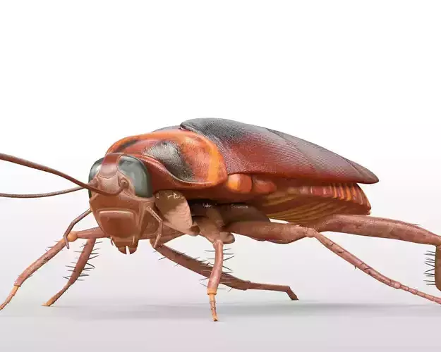 Cockroach insect
