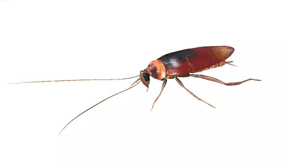 Cockroach insect Low-poly 3D model_14
