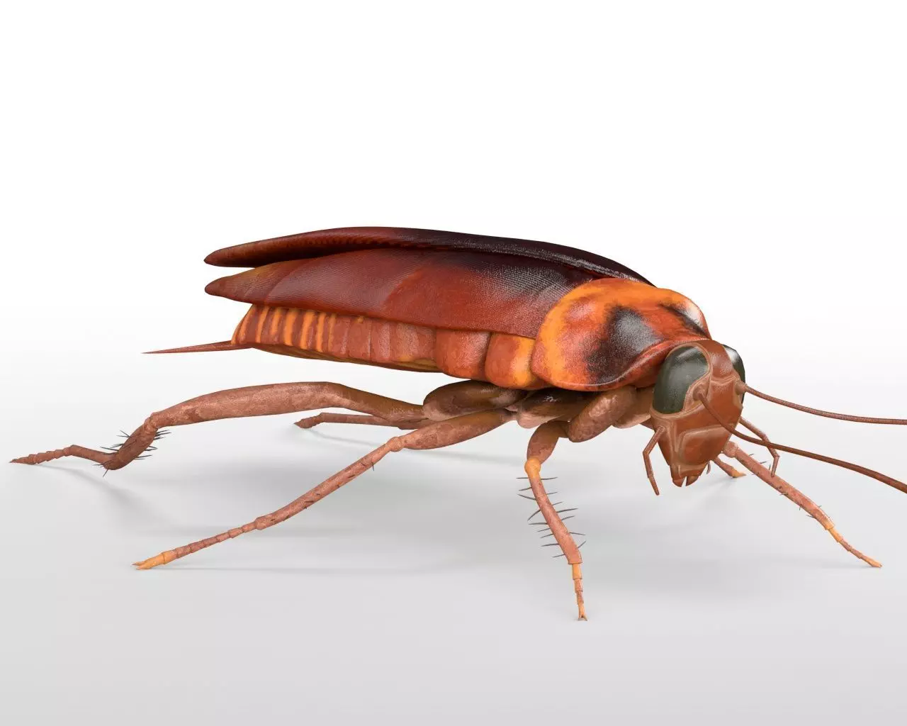 Cockroach insect Low-poly 3D model_6