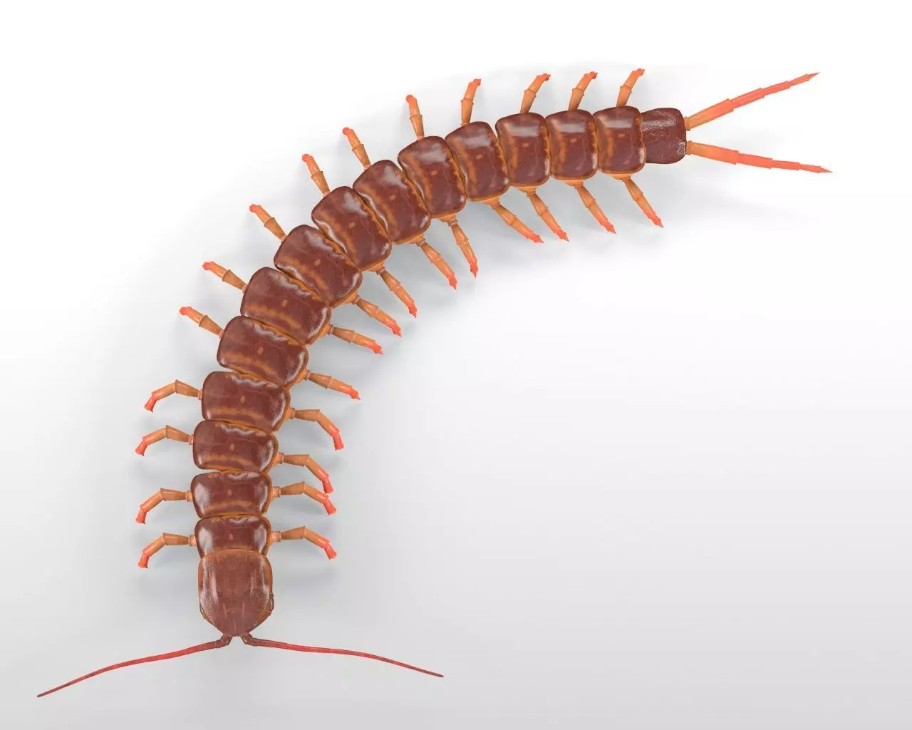 Centipede Insect Low-poly 3D model_2