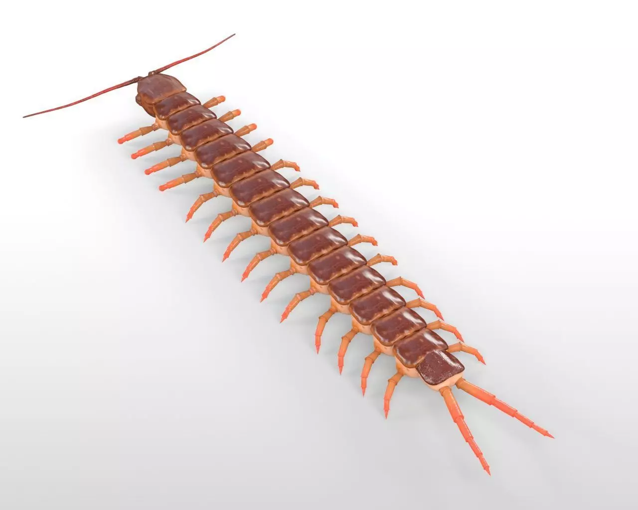 Centipede Insect Low-poly 3D model_8