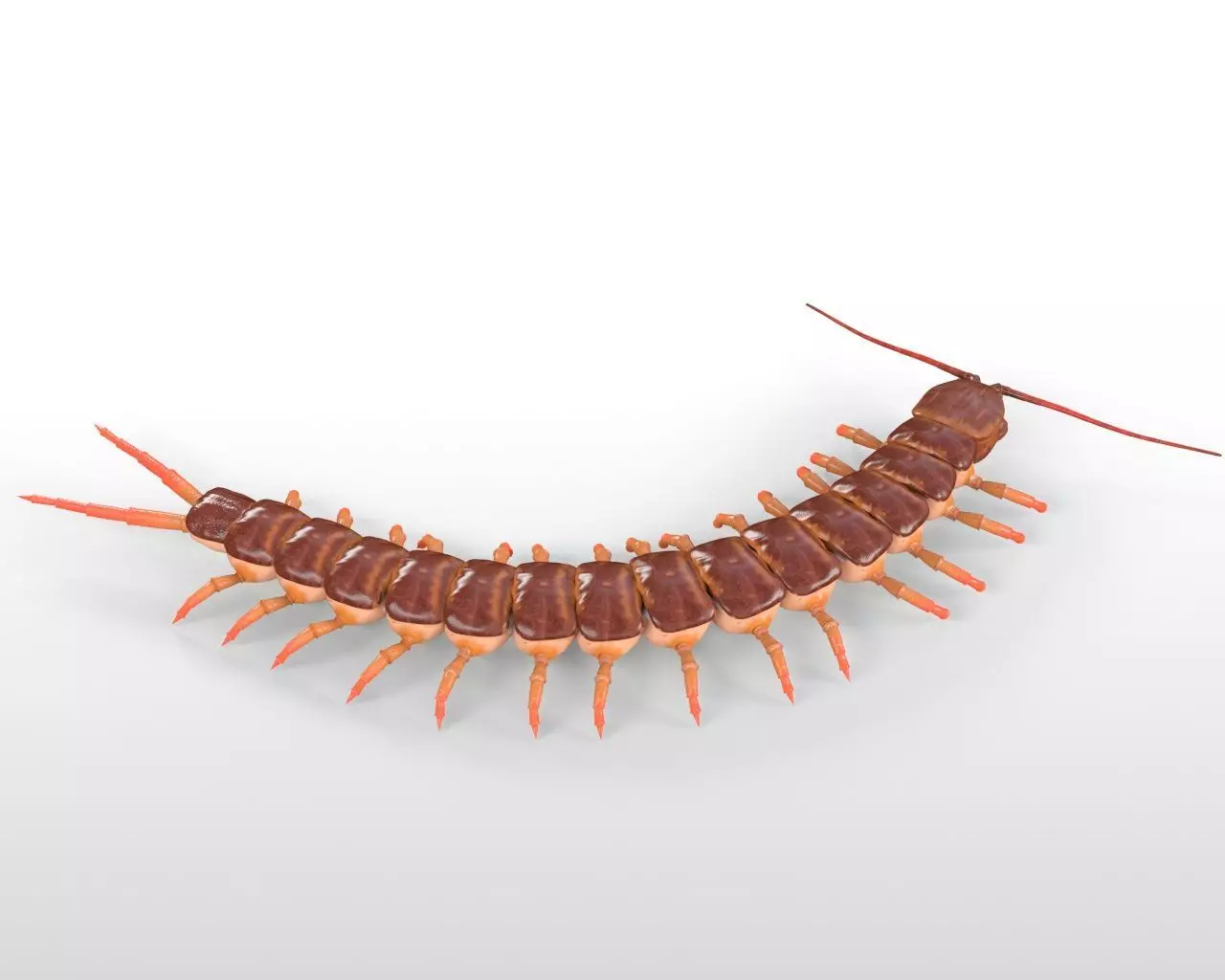 Centipede Insect Low-poly 3D model_6