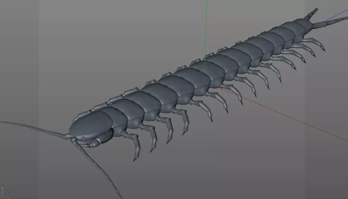 Centipede Insect Low-poly 3D model_13