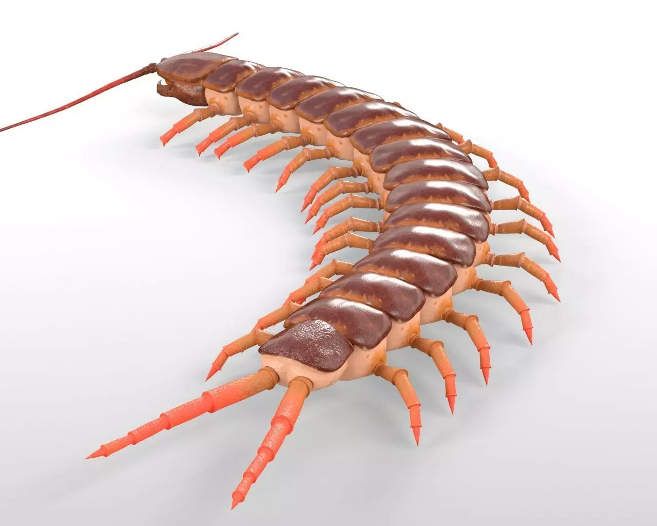 Centipede Insect Low-poly 3D model_1